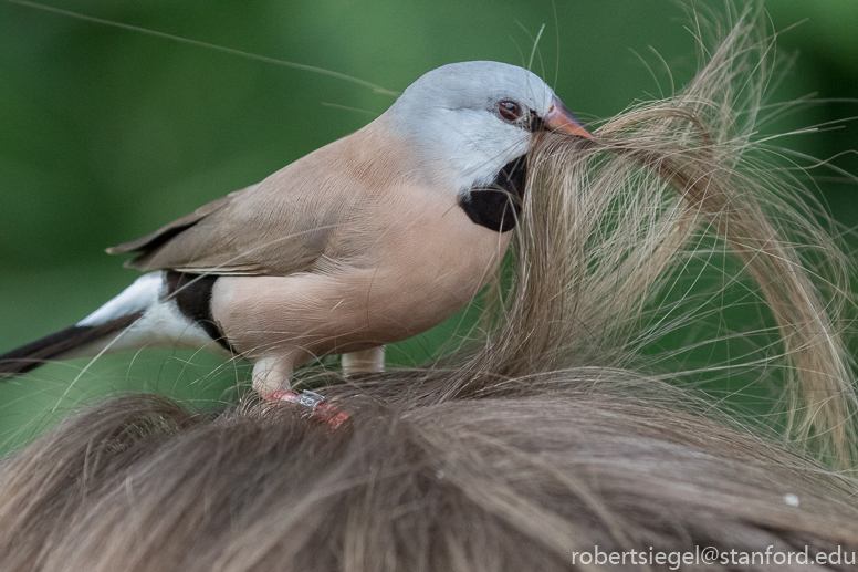 Long-tailed finch